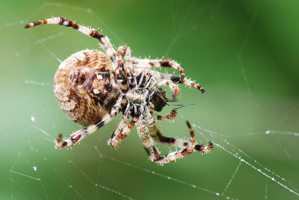 Araneus angulatus